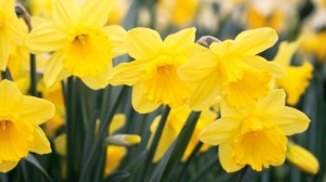 Dutch Master-style Daffodils