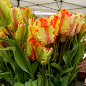 Parrot-type Tulips. The feathery texture of the petals is due to a virus!