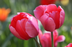 "Pink Impression" Tulips